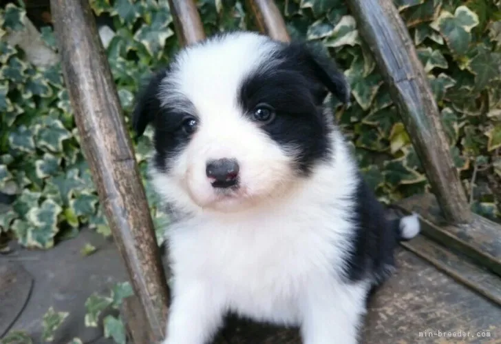 ロア 様のお迎えした子犬