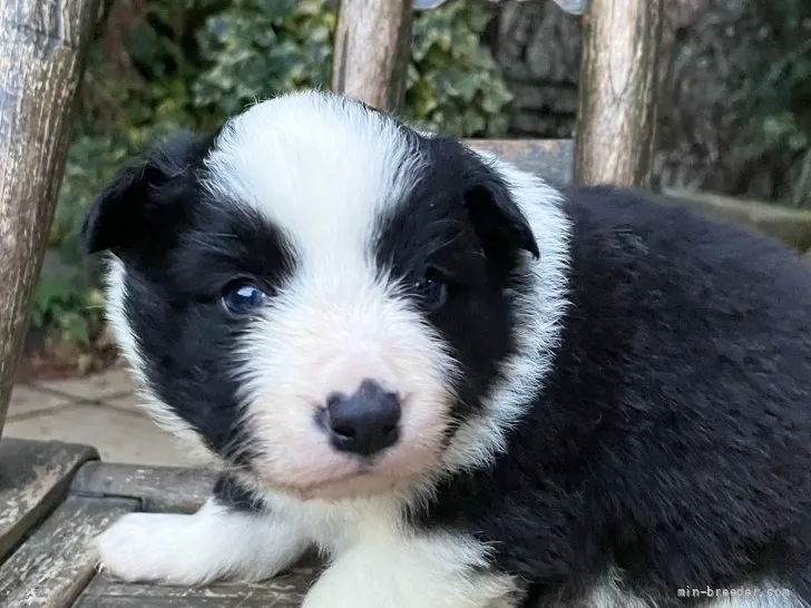 ID:2203-02148の子犬