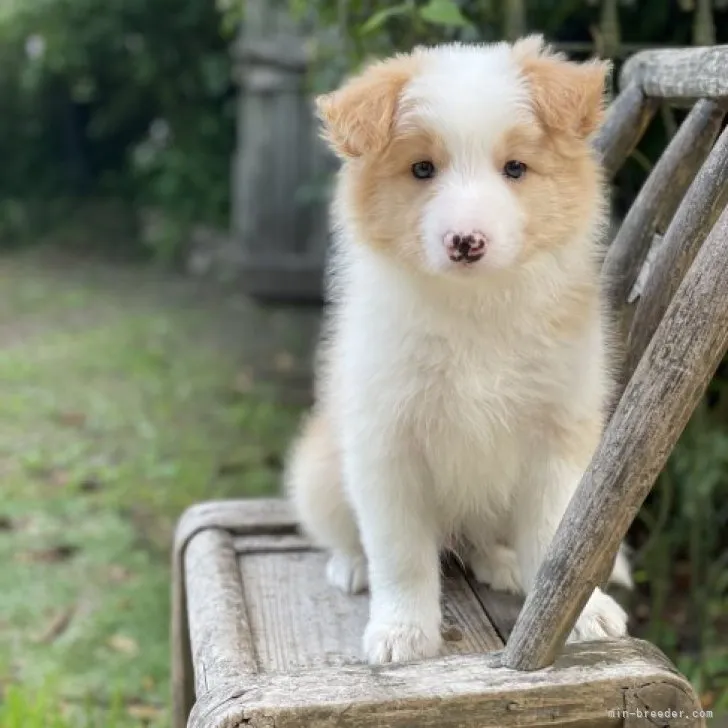 H.I 様のお迎えした子犬