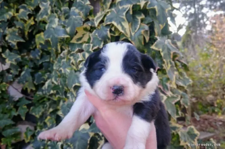 イヴちゃん 様のお迎えした子犬