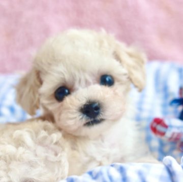 トイプードル(ティーカップ)【山口県・男の子・2025年4月24日・ホワイト】の写真「キラキラお目目の極小君⭐️元気で甘えん坊です♡」