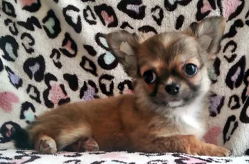 ID:1509-01509の子犬