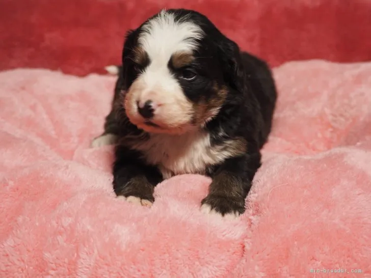K 様のお迎えした子犬