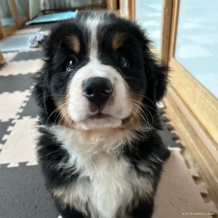 ID：2406-05176の子犬