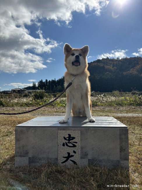 百石麻水ブリーダーのブログ：忠犬