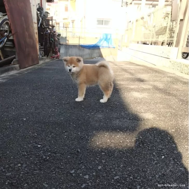 ID:2412-06523の子犬