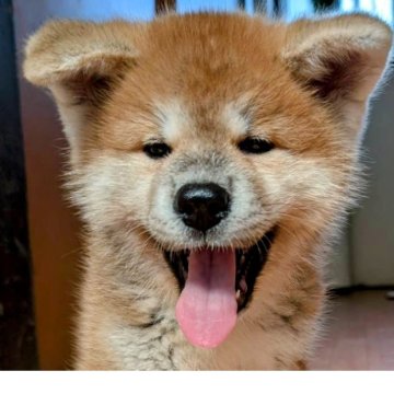 秋田犬【大阪府・男の子・2025年5月7日・赤】の写真「イケメン」