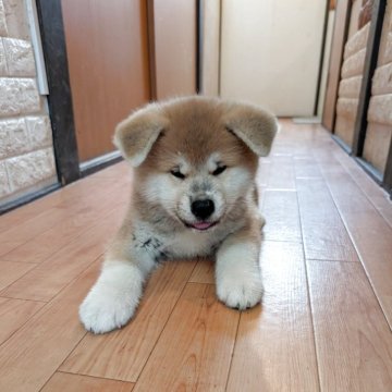 秋田犬【大阪府・女の子・2025年8月12日・赤】の写真「綺麗なお嬢様です。」
