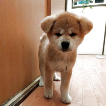 秋田犬【大阪府・女の子・2025年9月3日・赤】の写真「秋田美人
今月中に成約して頂いた際は一万円引き」