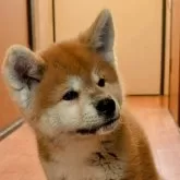 秋田犬