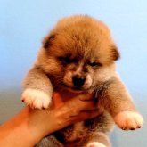 秋田犬
