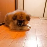 秋田犬