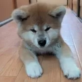 秋田犬