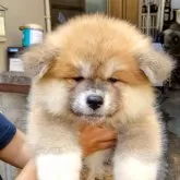 秋田犬