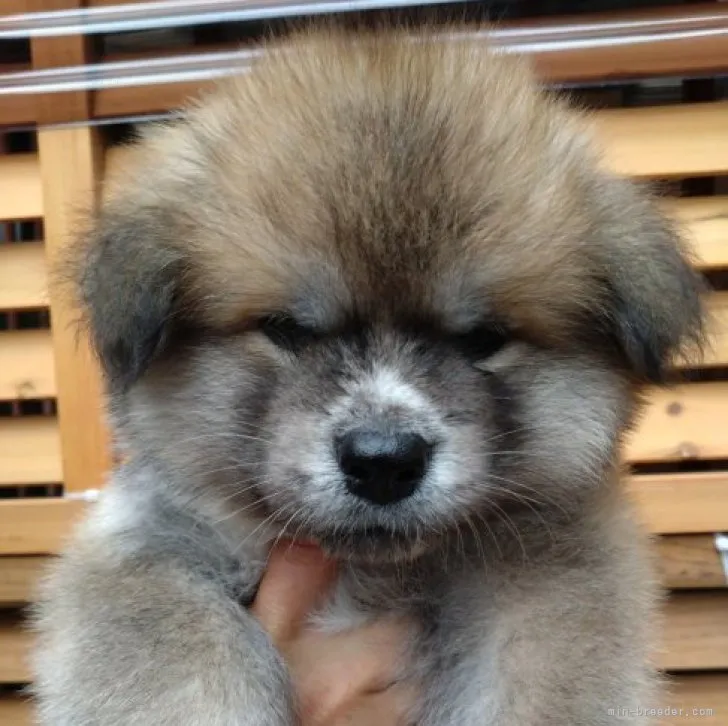 ID：2311-02758の子犬