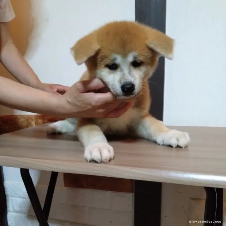 ID：2306-03667の子犬