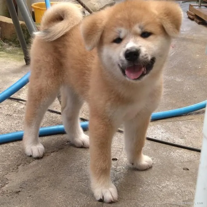 ID：2208-03644の子犬