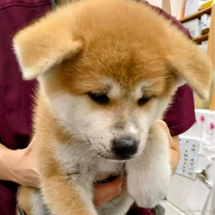 ID：2409-05629の子犬