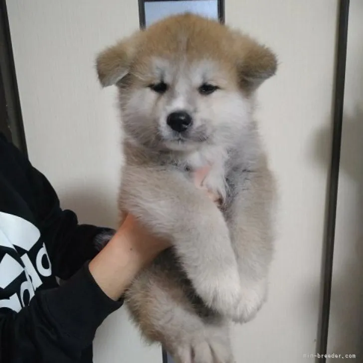 ID：2302-03482の子犬