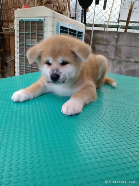 ID：2208-04816の子犬