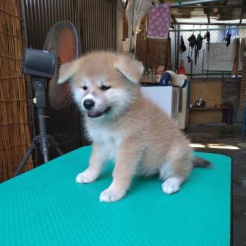 秋田犬【大阪府・女の子・2022年6月14日・赤】の写真「好奇心旺盛で、甘えん坊のかわい子ちゃんです。」