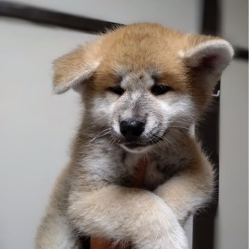 秋田犬【大阪府・男の子・2024年8月30日・赤】の写真「今月中にご成約頂いた際は30000円引き」