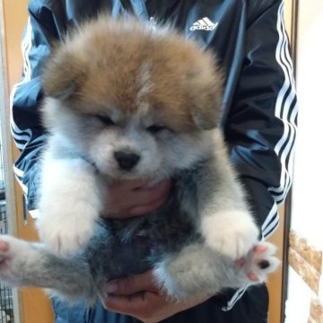 秋田犬【大阪府・男の子・2023年10月24日・赤 長毛】の写真「人気のわさおタイプ超かわいい💞」