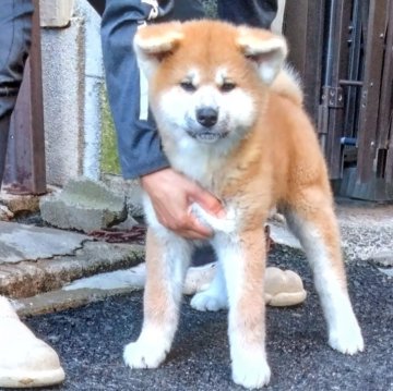 秋田犬【大阪府・男の子・2024年3月1日・赤】の写真「濃い色素の赤毛です。
必ず癒やしになってくれます」