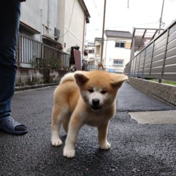 秋田犬【大阪府・男の子・2023年4月30日・赤】の写真「本格派の秋田犬です。」