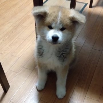 秋田犬【大阪府・男の子・2023年10月24日・赤】の写真「牡らしく凛々しい
ドックショータイプ」