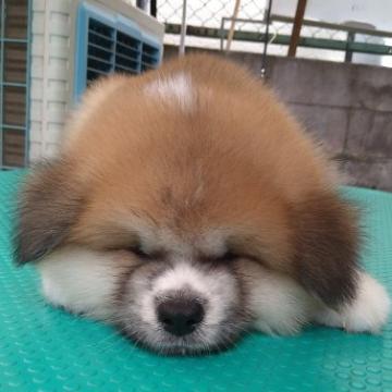 秋田犬【大阪府・男の子・2022年7月12日・赤毛 長毛(ムク)】の写真「人気の長毛（ムク）で御座います。」