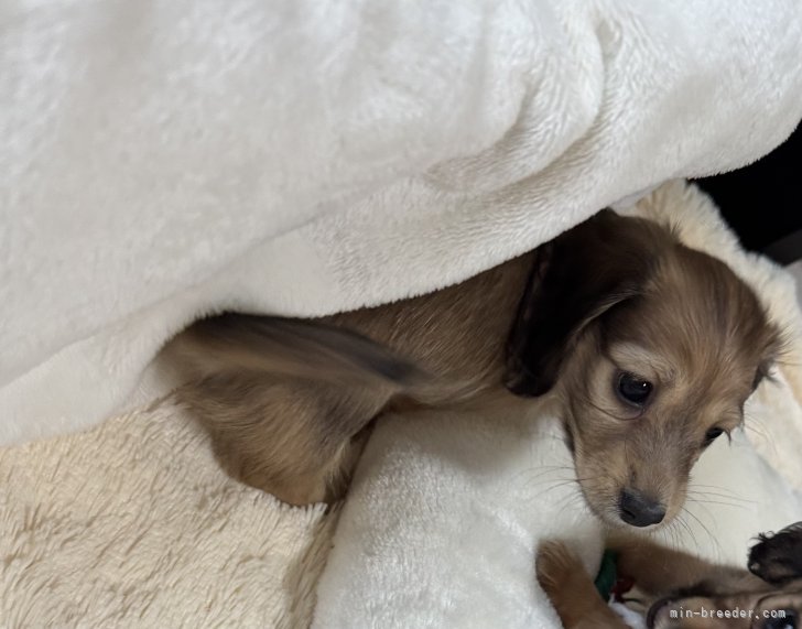 高橋真輝ブリーダーのブログ：可愛い