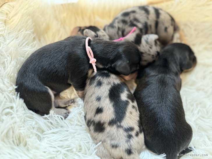 高橋真輝ブリーダーのブログ：お乳を沢山のんでます*.