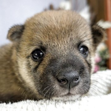 柴犬(豆柴)【鹿児島県・女の子・2025年6月25日・赤色】の写真「目がパッチリになってきた小豆ちゃん❗️」