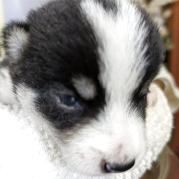 柴犬(豆柴)【鹿児島県・男の子・2025年6月23日・黒色】の写真「希少カラーの新兵衛君」
