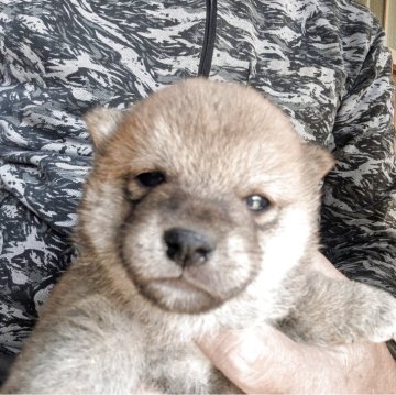 柴犬(豆柴)【鹿児島県・男の子・2025年11月9日・赤色】の写真「目がパッチリと可愛くなってきました❗️」