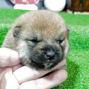 柴犬(豆柴)【鹿児島県・女の子・2025年11月9日・赤色】の写真「目が開きました❗️」