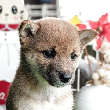 柴犬(豆柴)【鹿児島県・女の子・2025年6月25日・赤色】の写真「赤毛の可愛い千鳥ちゃん❗️」