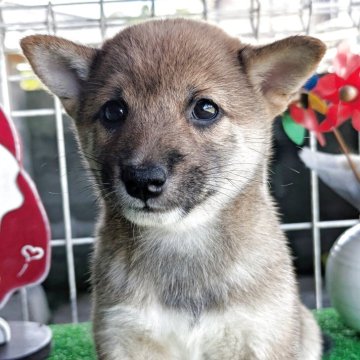 豆柴【鹿児島県・女の子・2025年6月25日・赤色】の写真「赤毛の可愛い小豆ちゃん❗️」