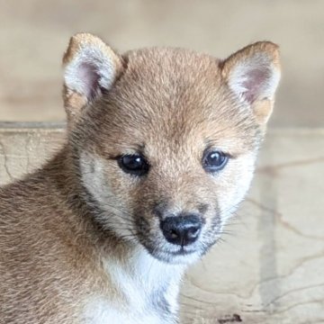 豆柴【鹿児島県・女の子・2025年6月25日・赤色】の写真「赤毛の可愛い、すみれちゃん❗️」