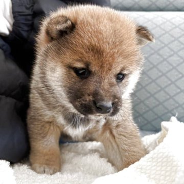 柴犬(豆柴)【鹿児島県・女の子・2025年11月9日・赤色】の写真「目がパッチリと可愛くなってきました。」