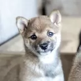 豆柴