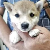 豆柴【鹿児島県・女の子・2025年6月23日・赤色】の写真3「見学に来て下さいね❗️」