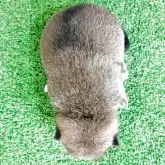 豆柴【鹿児島県・女の子・2025年6月25日・赤色】の写真4「ボディカラーです❗️黒い毛は次第に消えます。」