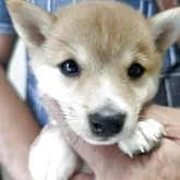 豆柴【鹿児島県・女の子・2025年6月23日・赤色】の写真4「家族になってくださるお客様をお待ちしてま〜す❗️」