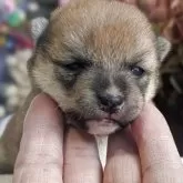 豆柴【鹿児島県・女の子・2025年11月8日・赤色】の写真6「見学に来て下さいね❗️」