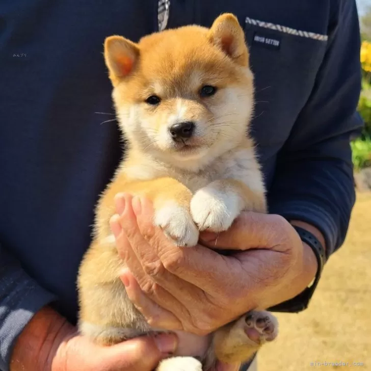 ID:2401-00627の子犬