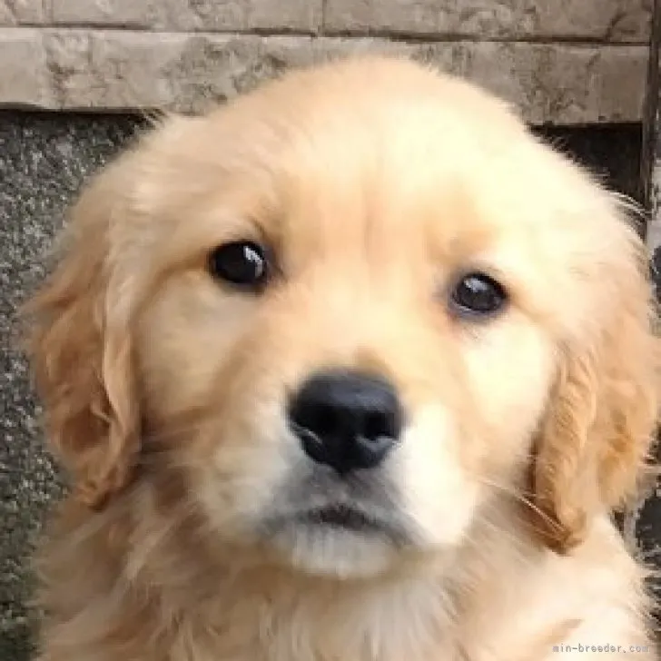 ID:2212-00866の子犬