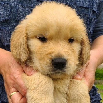 ゴールデンレトリバー【鹿児島県・男の子・2024年3月17日・ゴールド】の写真「ホワイト君です❗」