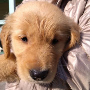 ゴールデンレトリバー【鹿児島県・女の子・2022年10月25日・ゴールド】の写真「両親共にPCR検査クリアの仔犬」